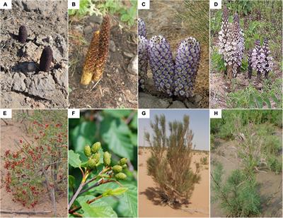 Predicting the potential distribution of four endangered holoparasites and their primary hosts in China under climate change